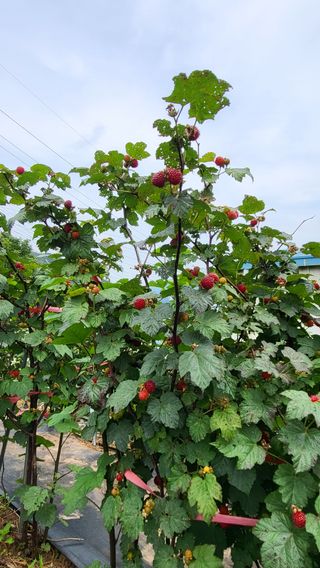 산딸기 쌍둥맘 영신님의 자유주제 · 자유게시판 작성글 사진