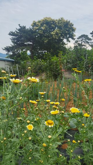 산딸기 쌍둥맘 영신님의 자유주제 · 자유게시판 작성글 사진