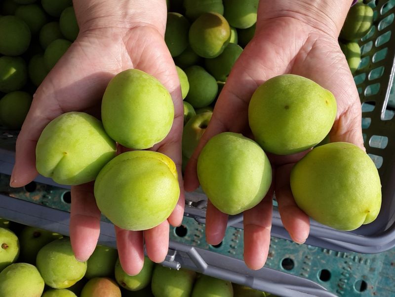 장터 상품 [왕매실 10kg (마감)] 썸네일