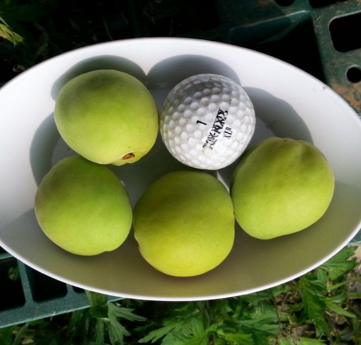 채리원님의 장터 판매 상품 [왕매실 10kg (마감)] 첨부 사진