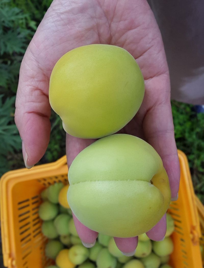 채리원님의 장터 판매 상품 [왕매실 10kg (마감)] 첨부 사진