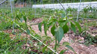 이봉수님의 고추 · 일상 작성글 사진