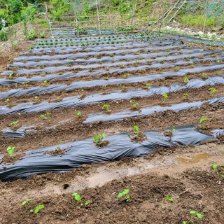 오케바리(옥경종)님의 콩 · 자유게시판 작성글 사진
