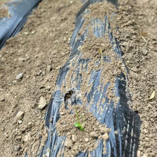 오케바리(옥경종)님의 콩 · 자유게시판 작성글 사진