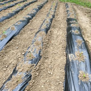 오케바리(옥경종)님의 콩 · 자유게시판 작성글 사진