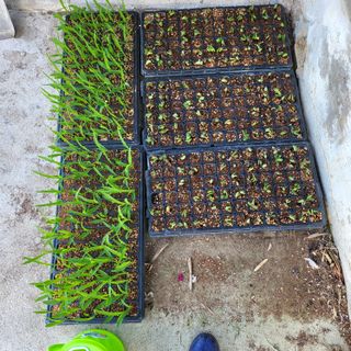 오케바리(옥경종)님의 콩 · 자유게시판 작성글 사진