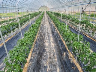 최봉은님의 고추 · 일상 작성글 사진