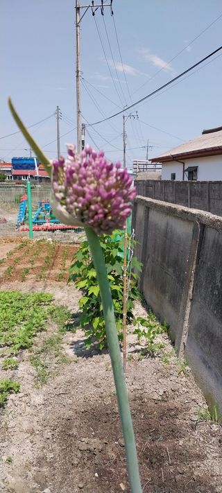 주말 텃밭 농부님의 마늘 · 일상 작성글 사진