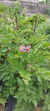 팜모닝 감자·자유게시판 게시글 이미지