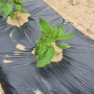 청주 박정희님의 참깨 · 자유게시판 작성글 사진