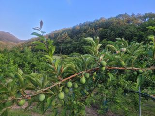 주현님의 자두 · 자유게시판 작성글 사진