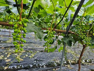 박종숙님의 포도 · 자유게시판 작성글 사진