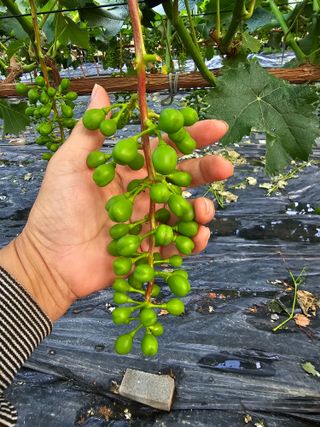 박종숙님의 포도 · 자유게시판 작성글 사진