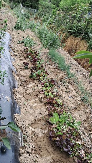 박태옥님의 농부님! 어떤 농약 쓰세요? · 참여 작성글 사진