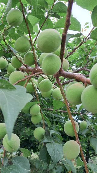 박태옥님의 농부님! 어떤 농약 쓰세요? · 참여 작성글 사진