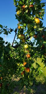 팜모닝 기타작물·병해충상담 게시글 이미지