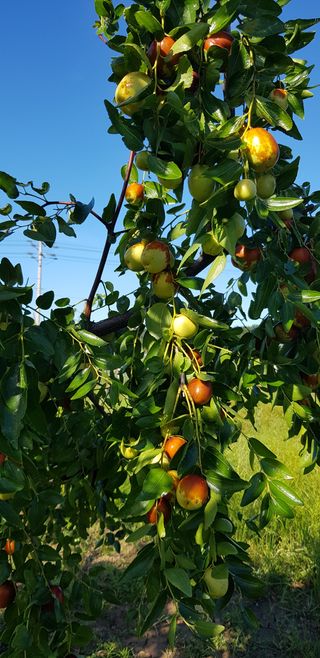 행복한윤이님의 기타작물 · 병해충상담 작성글 사진