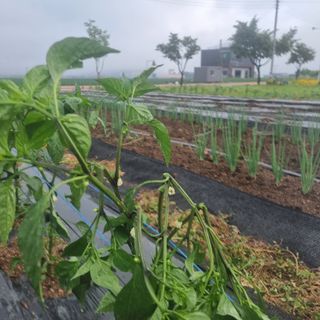 이종권님의 고추 · 자연재해•동물피해 작성글 사진