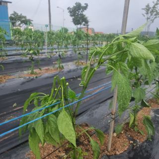 이종권님의 고추 · 자연재해•동물피해 작성글 사진