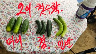 최석주님의 오이 · 자유게시판 작성글 사진