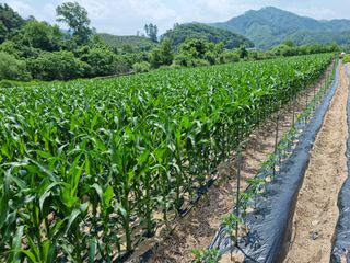 신현효님의 농부님! 어떤 농약 쓰세요? · 참여 작성글 사진