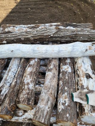 인제 돈키호테님의 버섯 · 생장기 농작업 작성글 사진