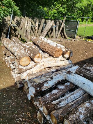 인제 돈키호테님의 버섯 · 생장기 농작업 작성글 사진