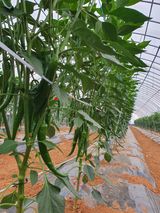 팜모닝 고추·일상 게시글 이미지