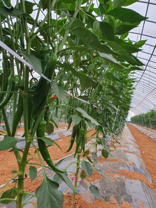 알 수 없음님의 고추 · 일상 작성글 사진