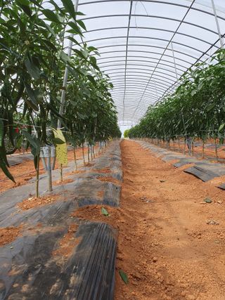 알 수 없음님의 고추 · 일상 작성글 사진