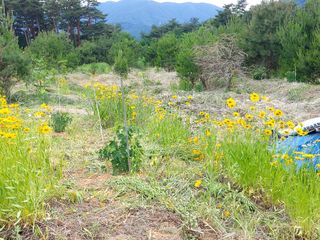엄기승님의 두릅 · 제초 작성글 사진
