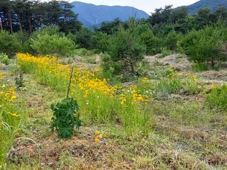 엄기승님의 두릅 · 제초 작성글 사진