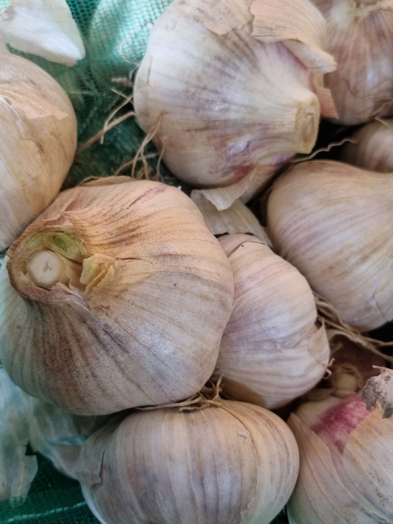 장터 상품 [코끼리 마늘 2킬로(대~소혼합)택배무료] 썸네일