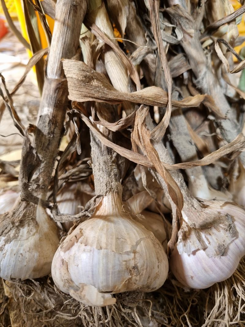 믿고사는농원-송미경님의 장터 판매 상품 [코끼리 마늘 2킬로(대~소혼합)택배무료] 첨부 사진