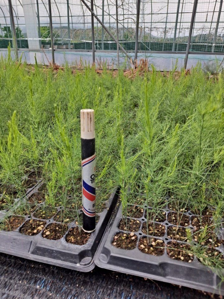 장터 상품 [아스파라거스 모종 128구 팝니다/택배가능] 썸네일