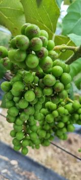 팜모닝 포도·병해충상담 게시글 이미지