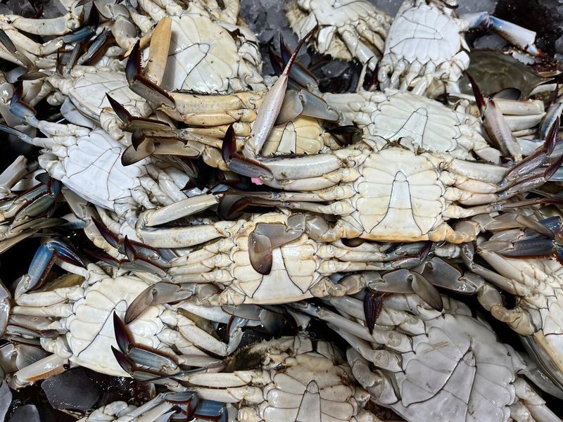 장터 상품 [ (활) 숫꽃게1kg] 썸네일