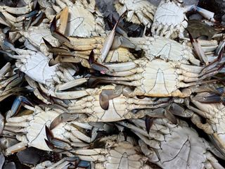 목포 물좋은수산님의 작성글 사진