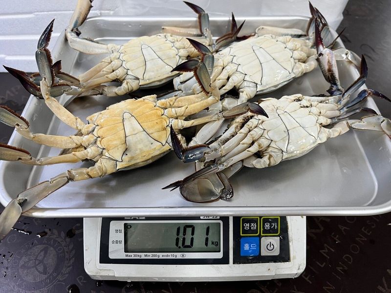 목포 물좋은수산님의 장터 판매 상품 [ (활) 숫꽃게1kg] 첨부 사진