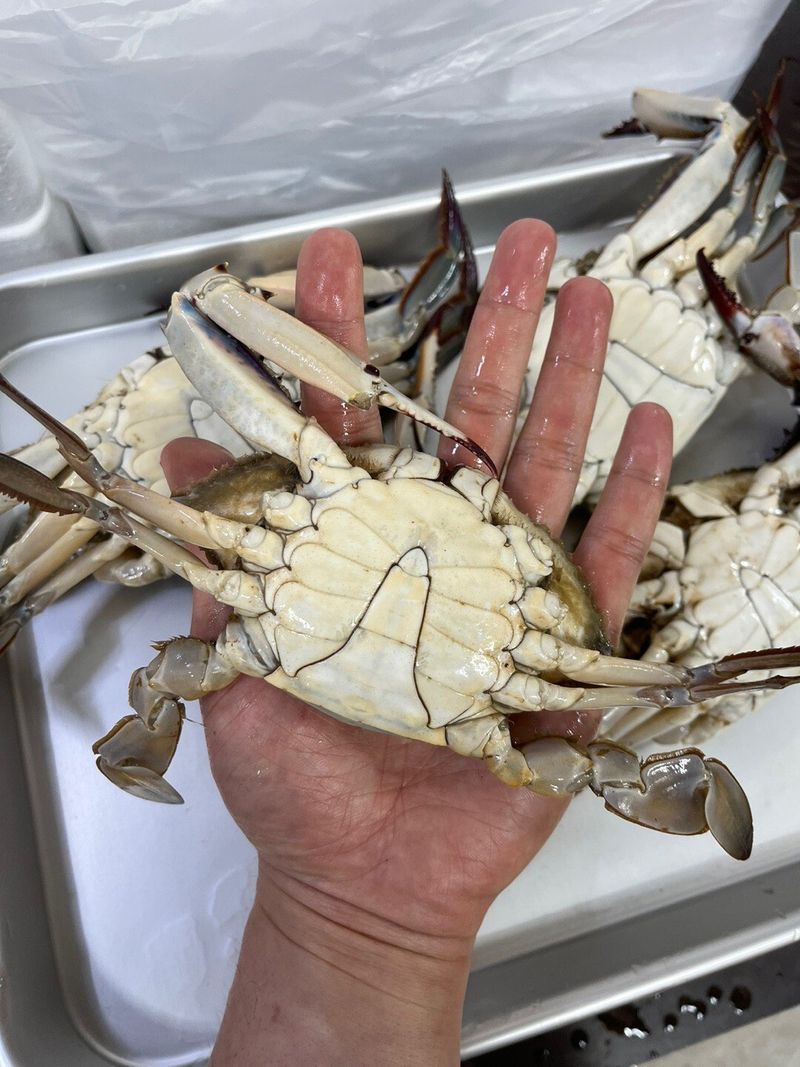 목포 물좋은수산님의 장터 판매 상품 [ (활) 숫꽃게1kg] 첨부 사진