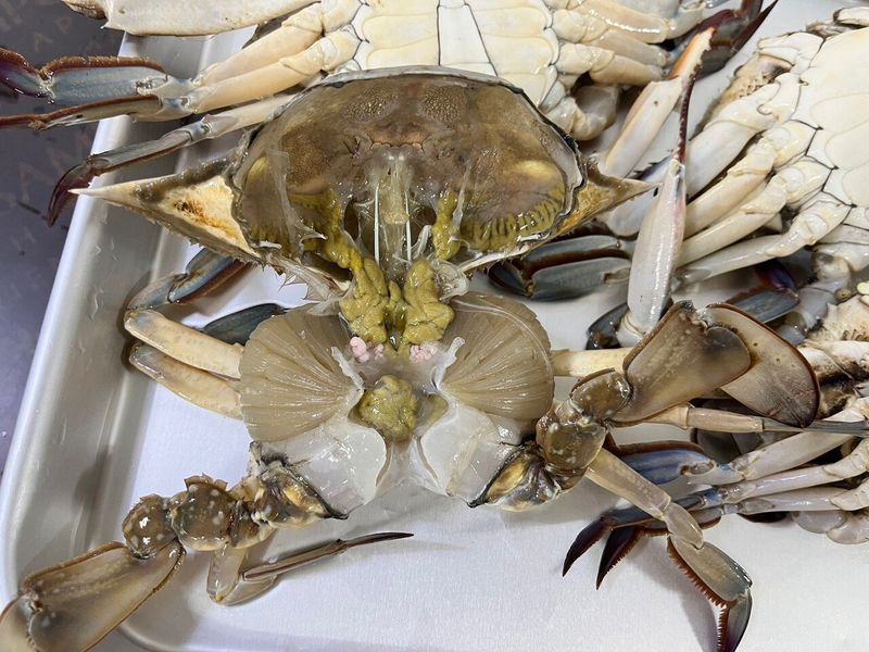 목포 물좋은수산님의 장터 판매 상품 [ (활) 숫꽃게1kg] 첨부 사진