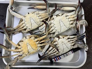 목포 물좋은수산님의 작성글 사진