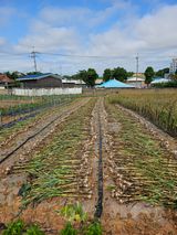 팜모닝 자유주제·자유게시판 게시글 이미지