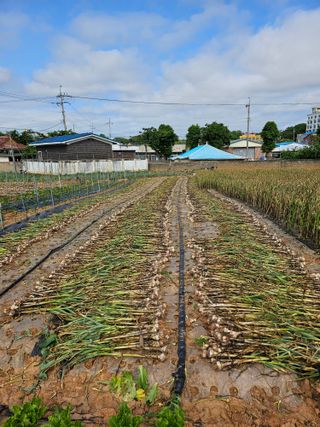 망운천지향토농원님의 자유주제 · 자유게시판 작성글 사진