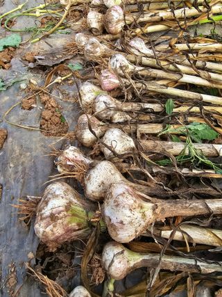 망운천지향토농원님의 자유주제 · 자유게시판 작성글 사진