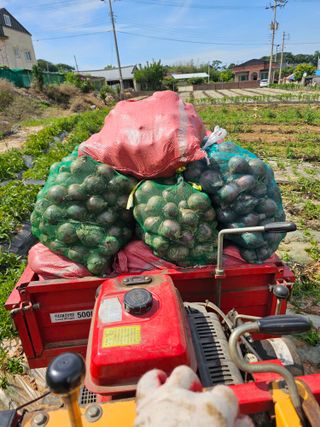 망운천지향토농원님의 자유주제 · 자유게시판 작성글 사진