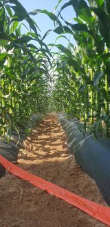 팜모닝 옥수수·자유게시판 게시글 이미지