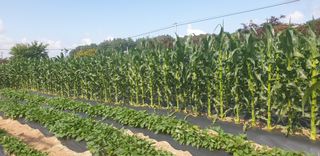 전명우님의 옥수수 · 자유게시판 작성글 사진