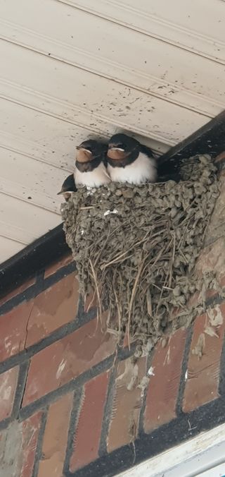 행복한사피님의 감자 · 자유게시판 작성글 사진