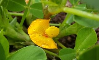 시골농부님의 기타작물 · 자유게시판 작성글 사진